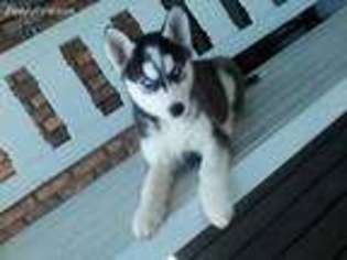 Siberian Husky Puppy for sale in Middlefield, OH, USA