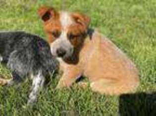Australian Cattle Dog Puppy for sale in Eagle Creek, OR, USA