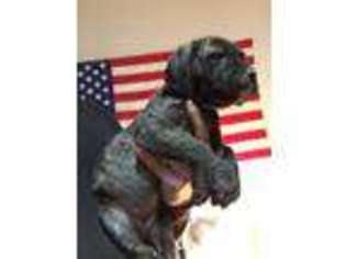 Mastiff Puppy for sale in EL PASO, TX, USA