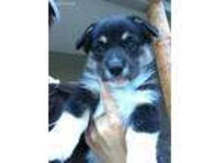Pembroke Welsh Corgi Puppy for sale in Greeley, CO, USA