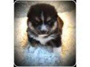 Siberian Husky Puppy for sale in Centerville, IA, USA