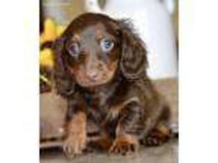 Dachshund Puppy for sale in Anderson, MO, USA