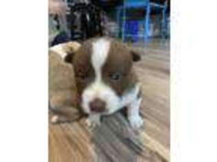 Mutt Puppy for sale in Cut Off, LA, USA