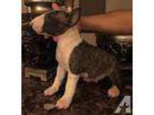 Bull Terrier Puppy for sale in BAKERSFIELD, CA, USA