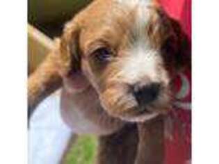 Cavapoo Puppy for sale in Summit, MS, USA