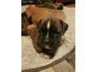 Boxer Puppy for sale in Lewiston, ID, USA