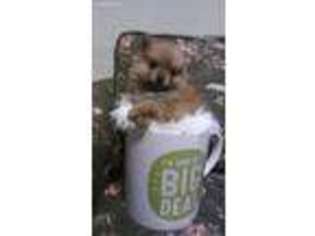 Pomeranian Puppy for sale in Waconia, MN, USA