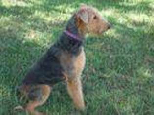 Airedale Terrier Puppy for sale in Bradenton, FL, USA