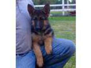 German Shepherd Dog Puppy for sale in Toppenish, WA, USA