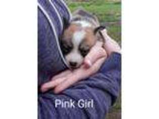 Pembroke Welsh Corgi Puppy for sale in Sumner, TX, USA