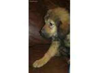 Tibetan Mastiff Puppy for sale in Harcourt, IA, USA