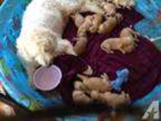 Goldendoodle Puppy for sale in WAKEMAN, OH, USA
