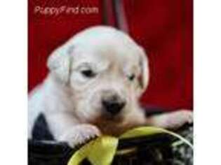 Golden Retriever Puppy for sale in Hallettsville, TX, USA
