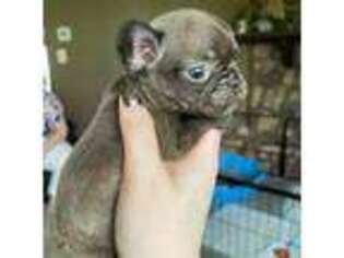 French Bulldog Puppy for sale in Kankakee, IL, USA