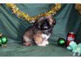 Mutt Puppy for sale in SABETHA, KS, USA