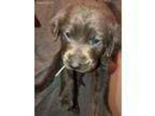 Labrador Retriever Puppy for sale in La Porte, TX, USA