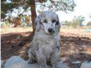 Mutt Puppy for sale in Pinon Hills, CA, USA