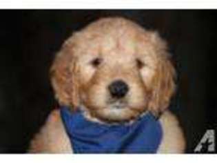 Goldendoodle Puppy for sale in OWINGSVILLE, KY, USA
