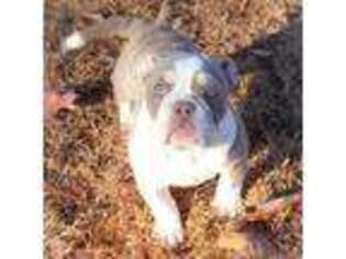 Olde English Bulldogge Puppy for sale in Roanoke, VA, USA