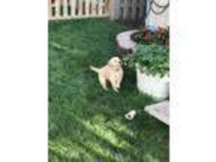 Golden Retriever Puppy for sale in Redmond, OR, USA