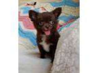 Chihuahua Puppy for sale in Buffalo, NY, USA