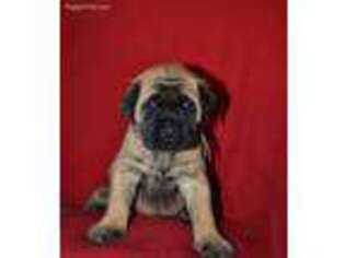 Mastiff Puppy for sale in Glasgow, KY, USA