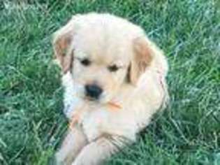Golden Retriever Puppy for sale in Anderson, IN, USA