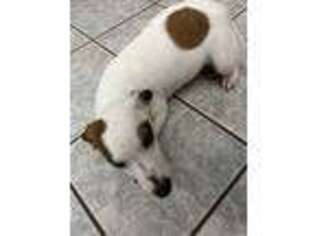 Jack Russell Terrier Puppy for sale in Westland, MI, USA