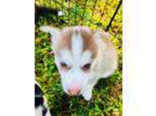 Siberian Husky Puppy for sale in Haleiwa, HI, USA
