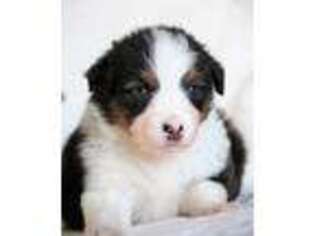 Miniature Australian Shepherd Puppy for sale in Pella, IA, USA
