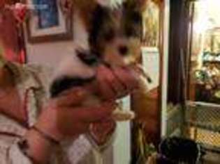 Yorkshire Terrier Puppy for sale in Madison, IN, USA