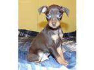 Miniature Pinscher Puppy for sale in Farber, MO, USA