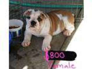 Bulldog Puppy for sale in LEMOORE, CA, USA