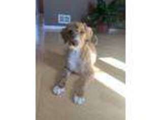 Labradoodle Puppy for sale in Des Plaines, IL, USA