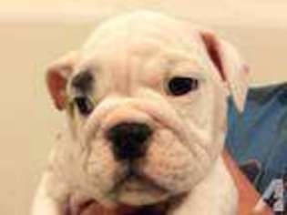 Bulldog Puppy for sale in MOXEE, WA, USA