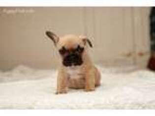 French Bulldog Puppy for sale in Portland, ME, USA