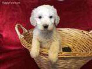 Goldendoodle Puppy for sale in Winchester, KY, USA