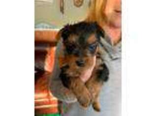 Australian Terrier Puppy for sale in Hollis Center, ME, USA