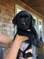 Labrador Retriever Puppy for sale in Fall River, MA, USA