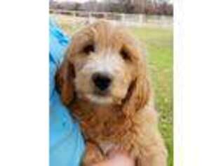 Goldendoodle Puppy for sale in Boyd, TX, USA