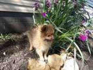 Pomeranian Puppy for sale in Montgomery, IN, USA