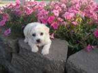 Bichon Frise Puppy for sale in Worthington, IN, USA