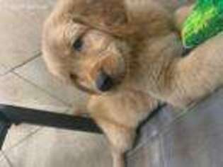 Golden Retriever Puppy for sale in Brooklyn, NY, USA