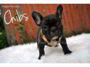 French Bulldog Puppy for sale in Burbank, SD, USA