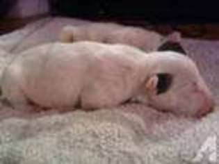 Bull Terrier Puppy for sale in TALLAHASSEE, FL, USA