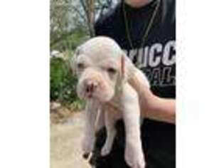 Boxer Puppy for sale in Prairieville, LA, USA