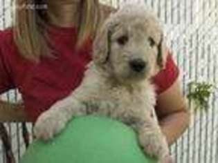 Goldendoodle Puppy for sale in Roy, UT, USA