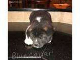 Akita Puppy for sale in Poolville, TX, USA