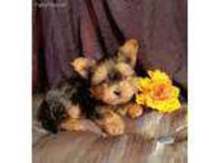 Shorkie Tzu Puppy for sale in West Plains, MO, USA