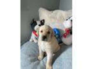 Labrador Retriever Puppy for sale in Ooltewah, TN, USA